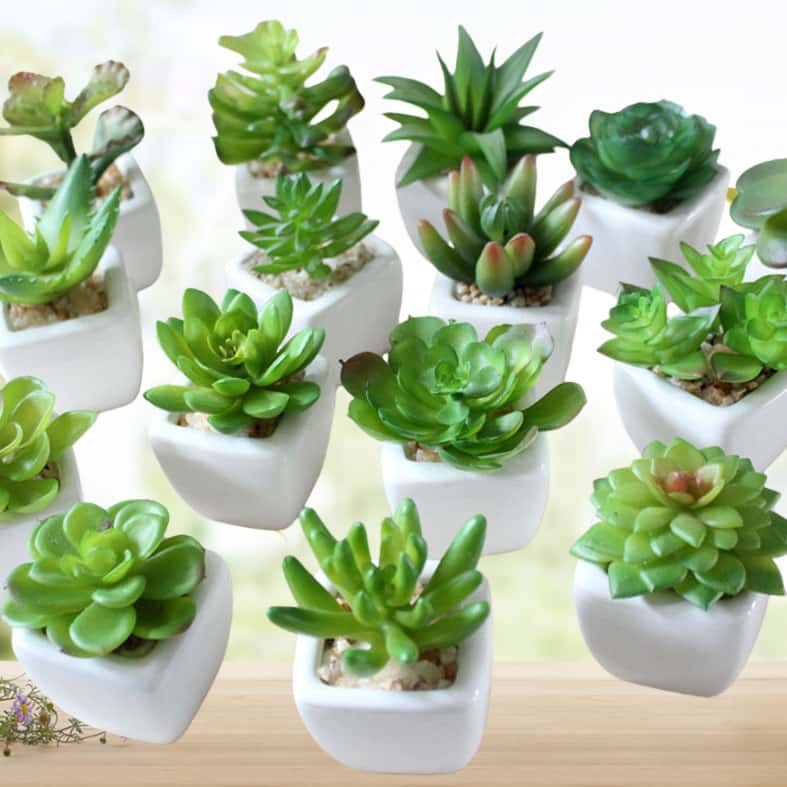 Mini potted succulent