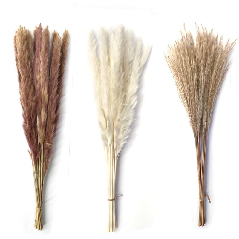Small pampas grass