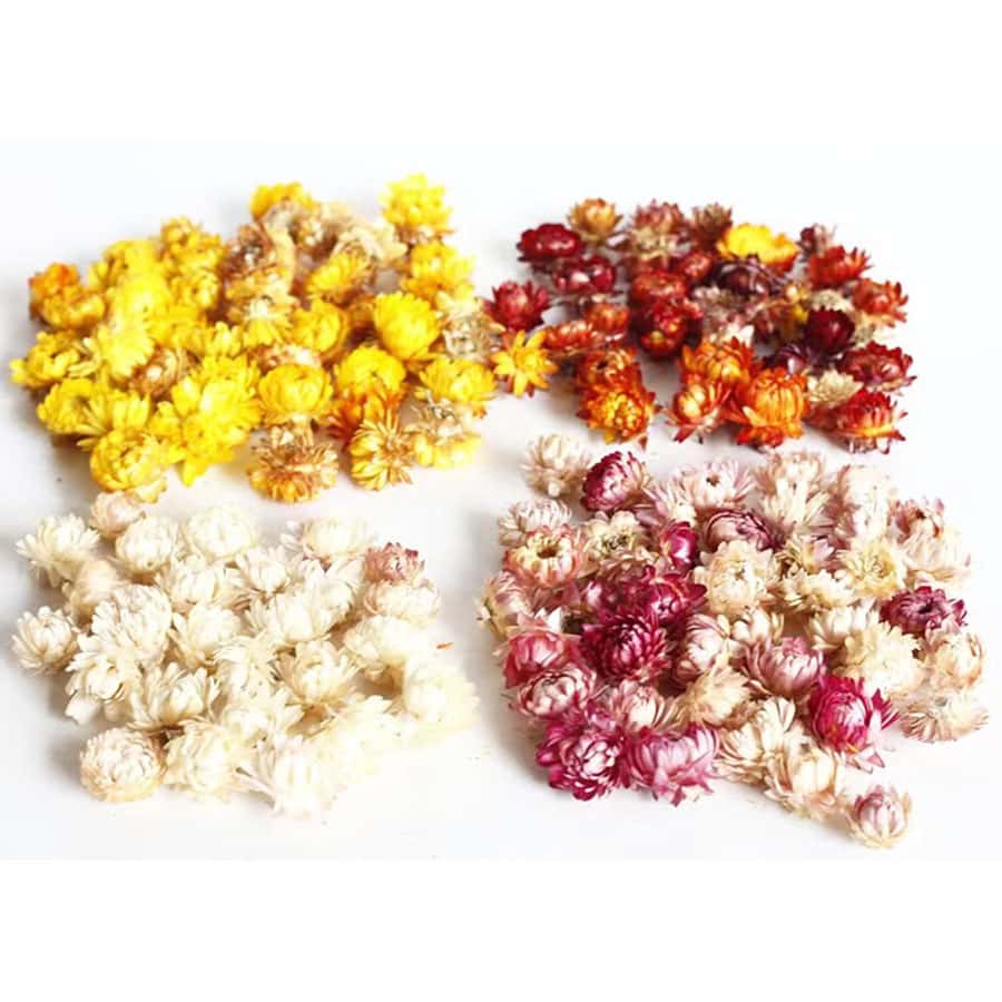 Dried colorful strawflower
