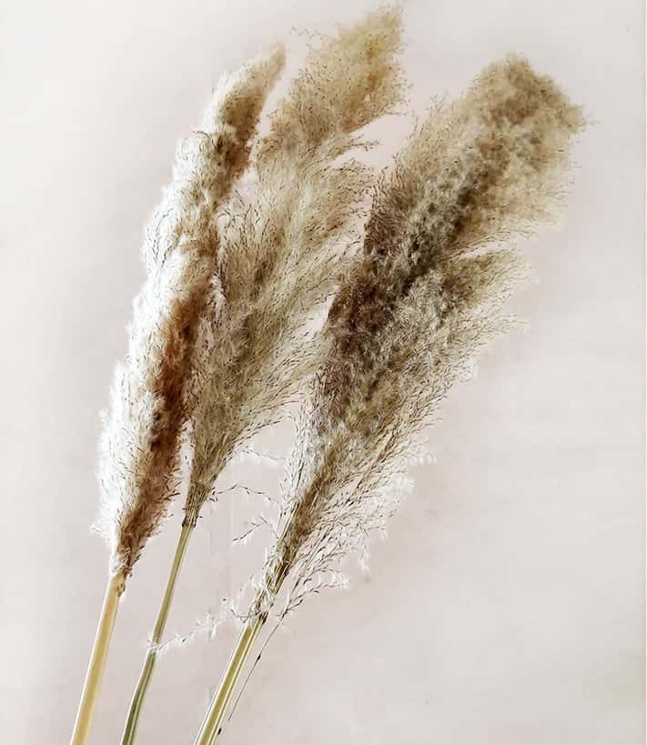 Natural pampas grass